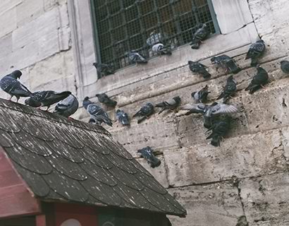 Pigeons on wal