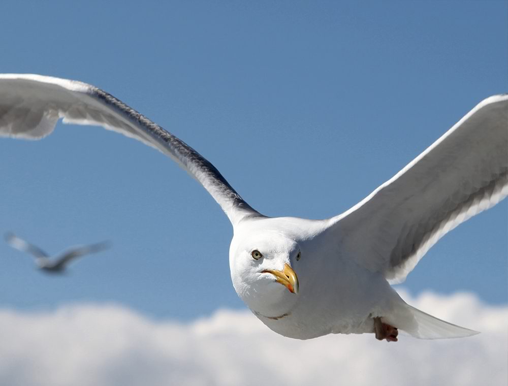 bird_laser_systems seagull control service