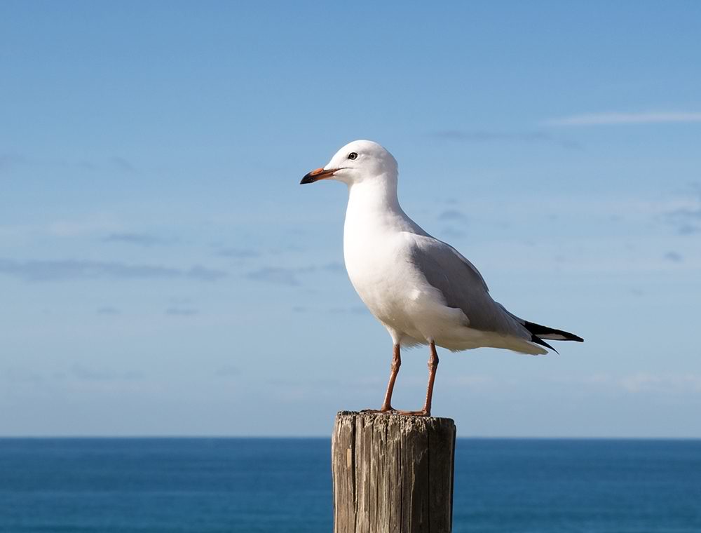 seagull_pest Seagul Pest Control