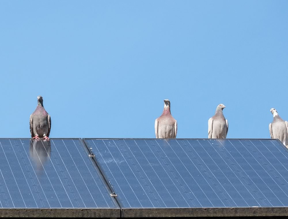 Pigeons solar panels